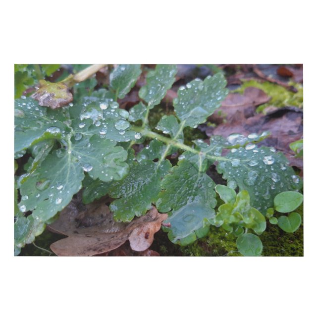 Spring awakening , rainy days faux canvas print (Front)
