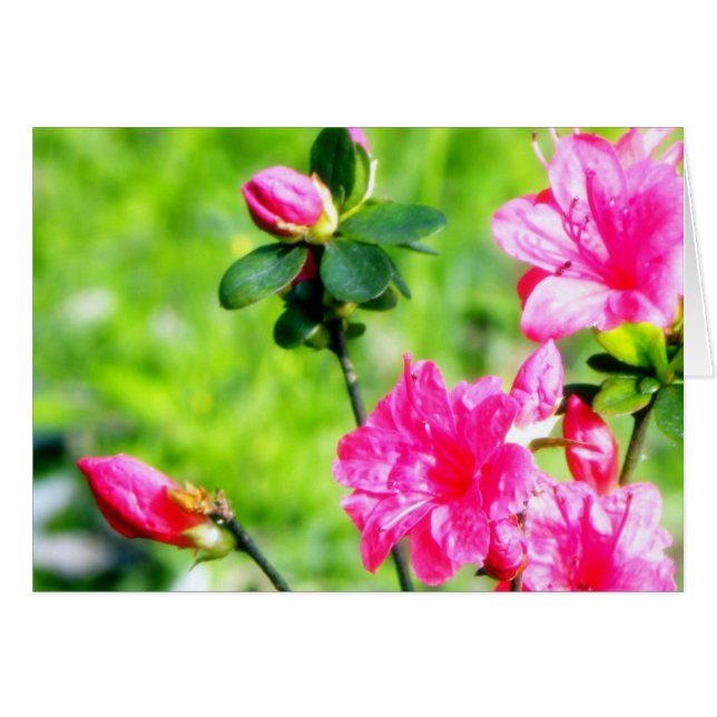 Spring Azaleas Cards (Front Horizontal)