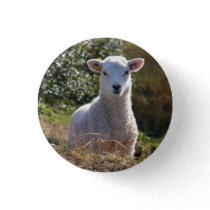 Spring Baby Lamb Button / Badge