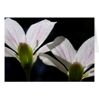 Spring Beauties: There is a flower . . . Cards