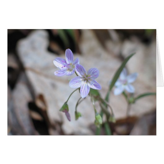 Spring Beauty - Customized Cards (Front Horizontal)