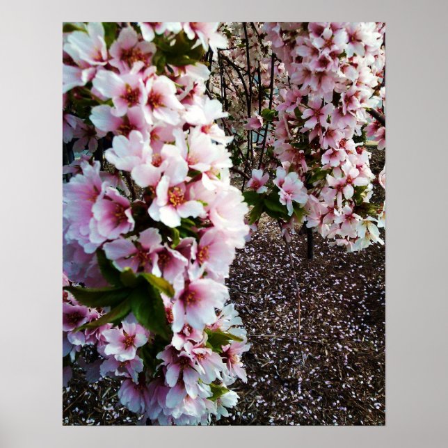 SPRING BEAUTY JAPANESE MAGNOLIA  poster (Front)