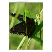 Spring Beauty on the Wing (Front)