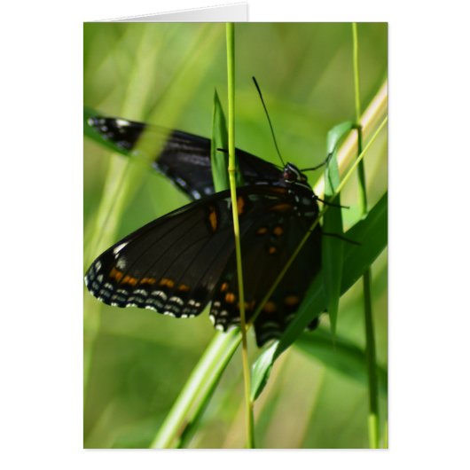 Spring Beauty on the Wing (Front)