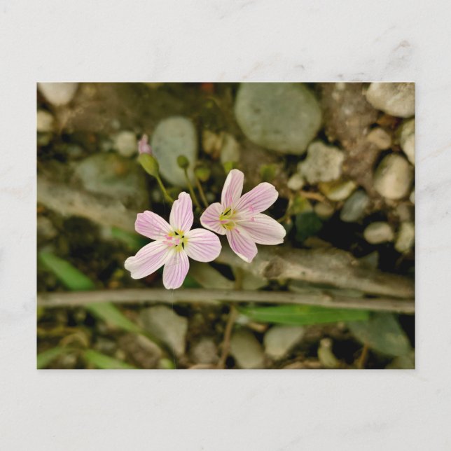 Spring Beauty Wildflowers in Michigan Postcard  (Front)