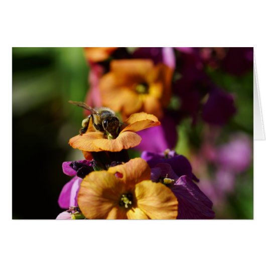 Spring Bee-gins! Cards (Front Horizontal)