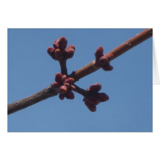 Spring begins to emerge cards