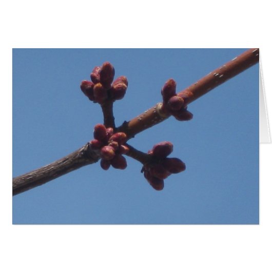 Spring begins to emerge cards (Front Horizontal)