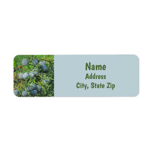 Spring Berry Photo Pine Tree Evergreen Branch Label