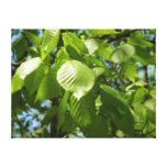 Spring Birch Leaves Green Tree Canvas Print