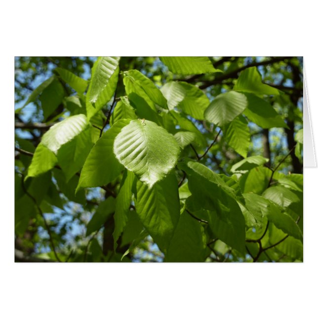 Spring Birch Leaves Green Tree Cards (Front Horizontal)