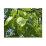 Spring Birch Leaves Green Tree Postcard