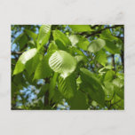 Spring Birch Leaves Green Tree Postcard