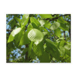 Spring Birch Leaves Green Tree Postcard