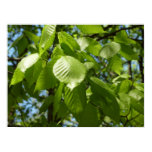 Spring Birch Leaves Green Tree Poster