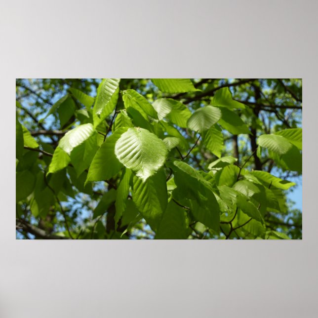 Spring Birch Leaves Green Tree Poster (Front)