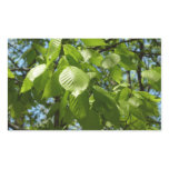Spring Birch Leaves Green Tree Rectangular Sticker