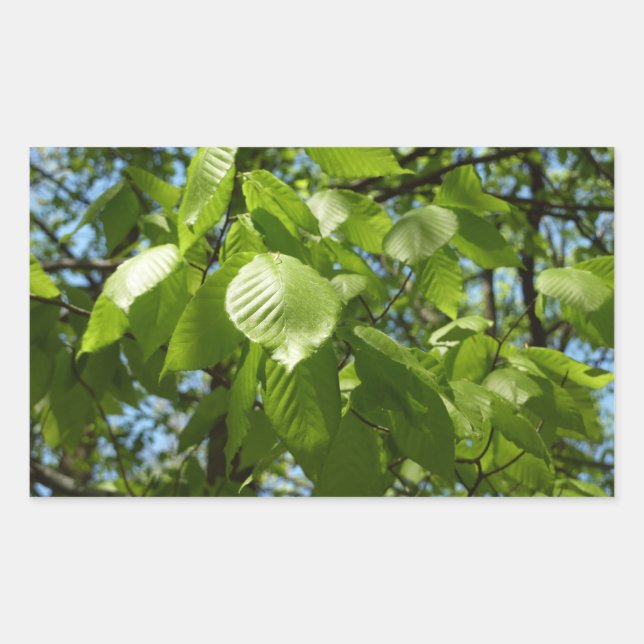 Spring Birch Leaves Green Tree Rectangular Sticker (Front)