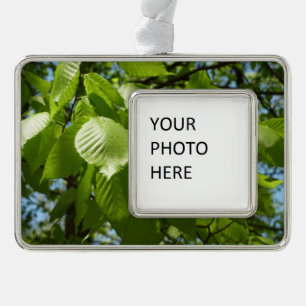 Spring Birch Leaves Green Tree Silver Plated Framed Ornament