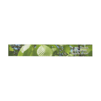 Spring Birch Leaves Green Tree Wrap Around Label
