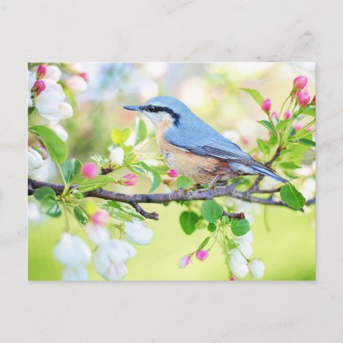 Spring Bird Blue Bird with Pink Flower Postcard