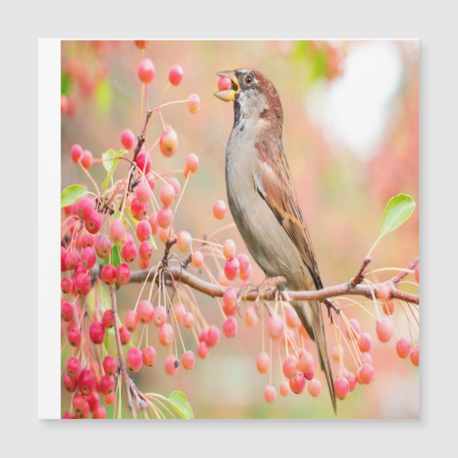 Spring Bird Eating Berries (Front)