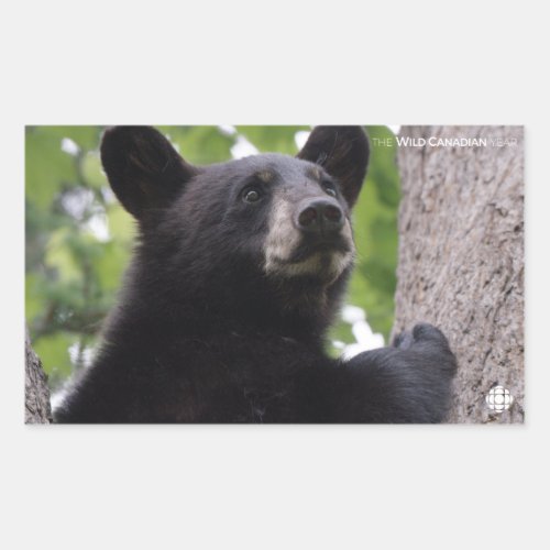 Spring _ Black Bear Rectangular Sticker