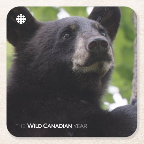 Spring _ Black Bear Square Paper Coaster