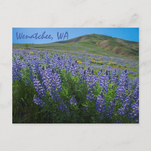 Spring Bloom at Sage Hills Wenatchee Washington Postcard