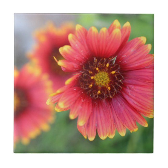 Spring Bloom Pt 2 Tile (Front)