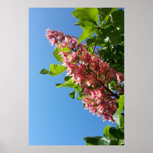 Spring blooming chestnut tree flowers poster