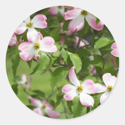 Spring Blooming Pink Dogwood Blossoms Classic Round Sticker