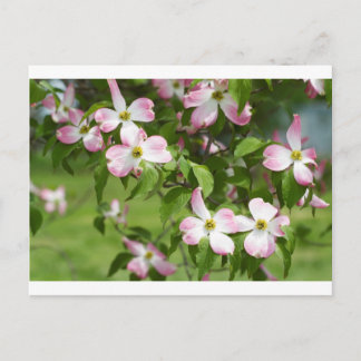 Spring Blooming Pink Dogwood Blossoms Postcard