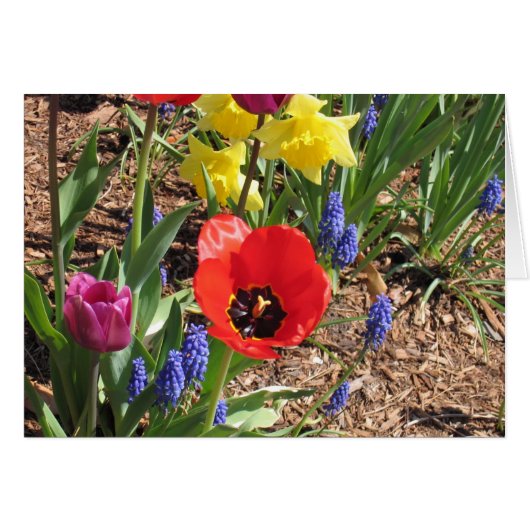 Spring Blooms Cards (Front Horizontal)
