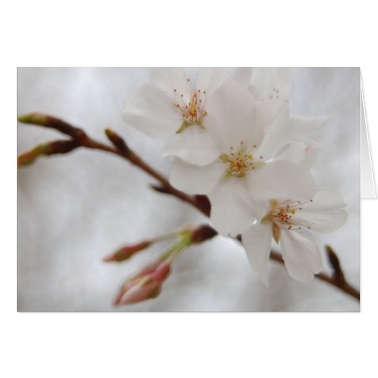 Spring Blossom Cards (Front Horizontal)