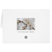 Spring Blossom Cards (Back Horizontal)