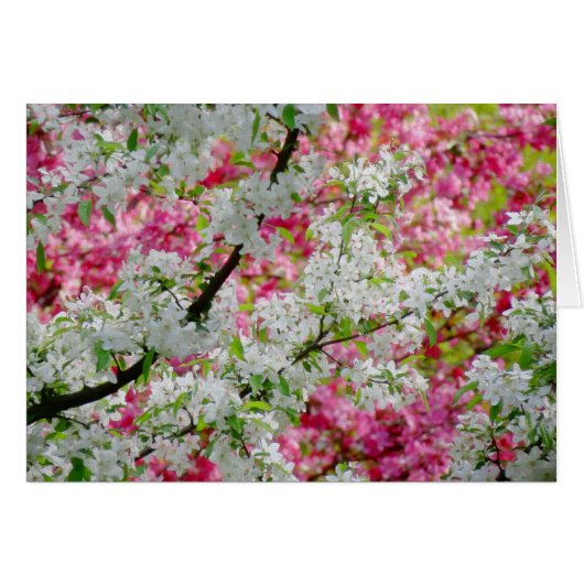 Spring Blossom Colors Cards (Front Horizontal)
