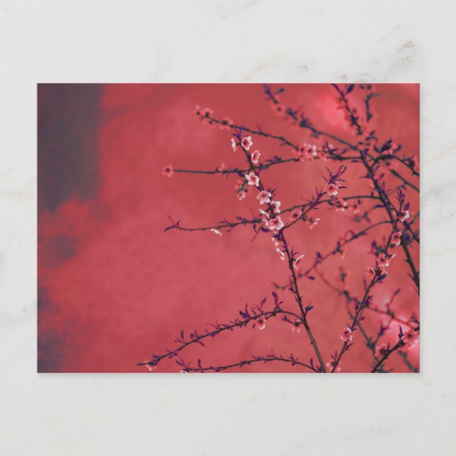 Spring blossom over red background holiday postcard (Front)