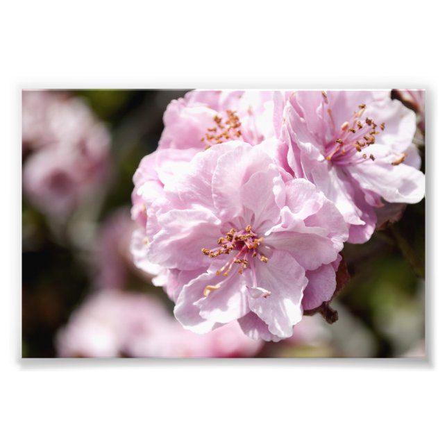 Spring Blossom Photo Print (Front)
