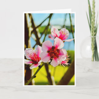 Spring Blossoms Blank Card