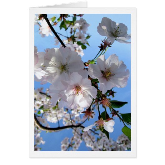 Spring Blossoms Card (Front)