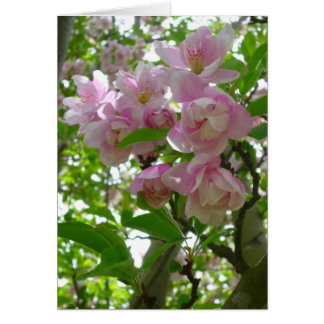Spring Blossoms Cards