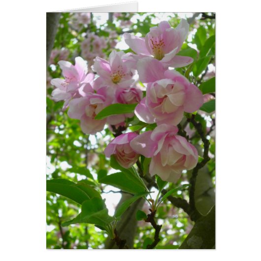 Spring Blossoms Cards (Front)
