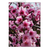 Spring Blossoms Cards (Front)