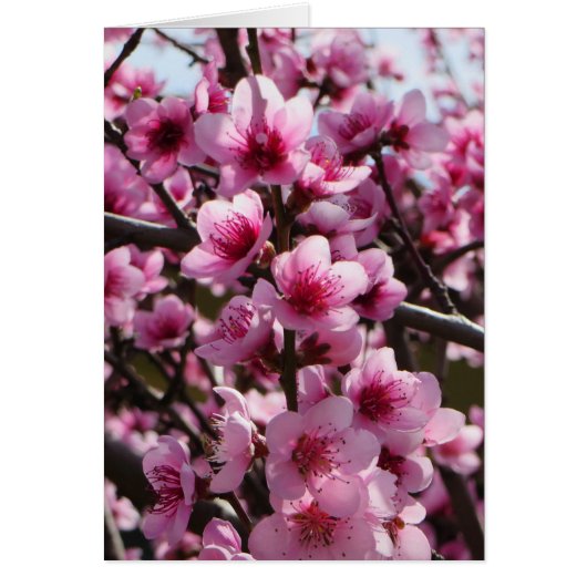 Spring Blossoms Cards (Front)