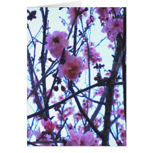 Spring Blossoms Cards (Front)