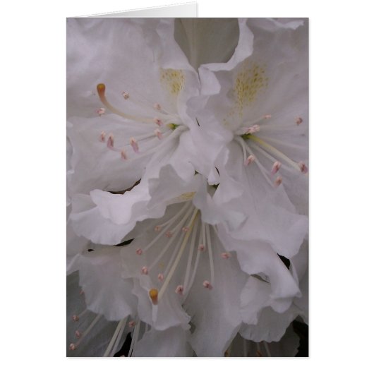 Spring Blossoms Cards (Front)