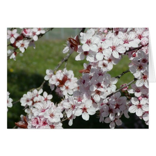 Spring Blossoms Cards (Front Horizontal)