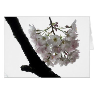 Spring Blossoms, Golden Gate Park Cards