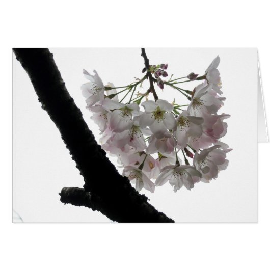 Spring Blossoms, Golden Gate Park Cards (Front Horizontal)